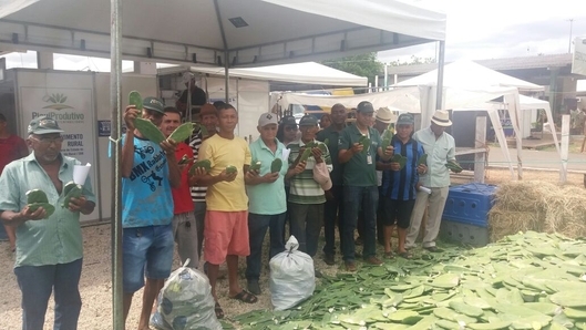 Curso de Manejo da Palma Forrageira - Expoapi