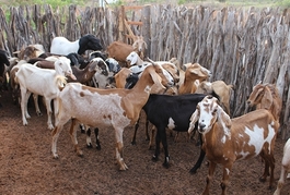 Ovinocaprinocultura do Piauí impressionou especialista sênior do Fida