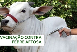 Adapi inicia vacinação contra Febre Aftosa