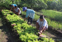 Linha de crédito especial apoia agricultura familiar no momento de pandemia