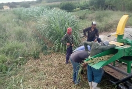 Agricultores atendidos pelo Projeto Viva o Semiárido produzem silagem para o período de seca