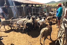 Criadores de Queimada Nova adquirem animais para ampliar produção de caprinos e ovinos