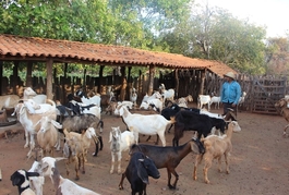 Agricultura Familiar divulga boas práticas do semiárido Piauiense