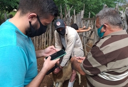 Produtores do Território do Vale Itaim testam aplicativo para monitorar ovinos
