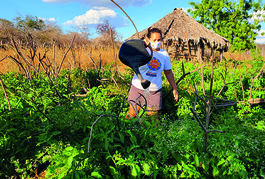 SAF inicia implantação de Quintais Agroecológicos em municípios do estado